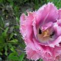 Рослина тюльпан: ботанічна характеристика та будова Класифікація рослини тюльпан з біології