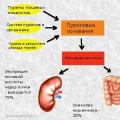 Mokraćna kiselina u krvi: norme i odstupanja, zašto se povećava, dijeta za smanjenje Krajnji proizvod metabolizma dušika je