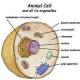 Какво представлява комплексът Голджи в растителните клетки?