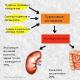 Uric acid in the blood: norms and deviations, why it increases, diet to reduce it The end product of nitrogen metabolism is