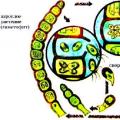 Formation of germ cells and sexual reproduction in plants