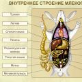 Laboratory work “Structure of the skeleton of mammals External and internal structure of mammals laboratory work