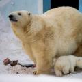 Web kamera zoološkog vrta u Novosibirsku mali bijeli medvjed
