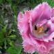 Рослина тюльпан: ботанічна характеристика та будова Класифікація рослини тюльпан з біології