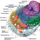 Mitochondriën in spiercellen