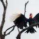 ﻿ Rogate vrane su velike ptice, veličina tijela odraslih jedinki je oko metar