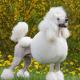 Lịch sử ra đời câu chuyện “White Poodle” A